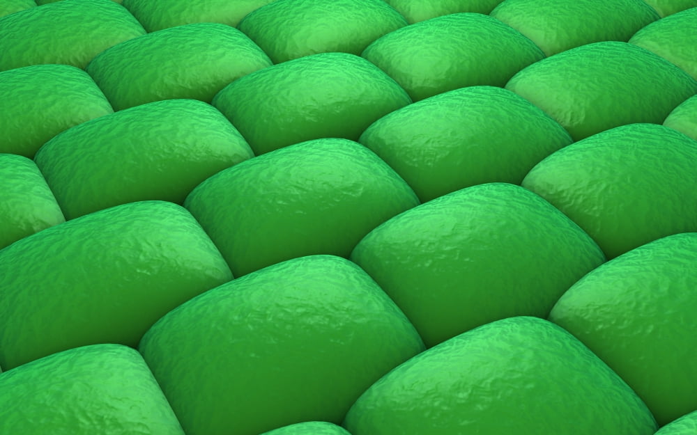 Microscopic view of plant tissues Canvas Art - Stocktrek Images (36 x 23)