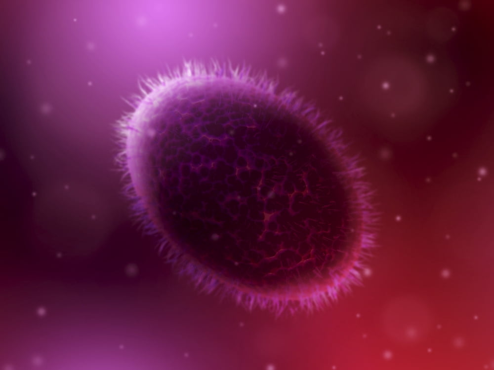 Microscopic view of samllpox Canvas Art - Stocktrek Images (33 x 25)