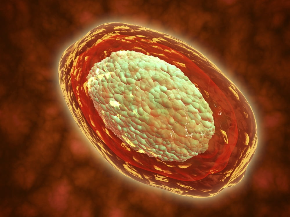 Microscopic view of samllpox Canvas Art - Stocktrek Images (33 x 25)