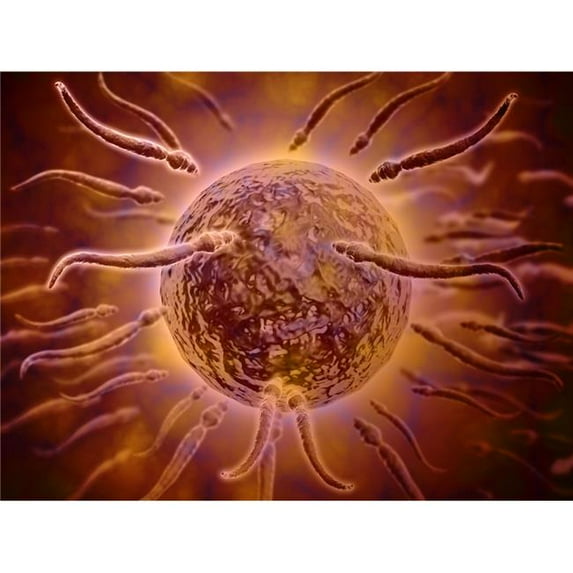 Microscopic view of sperm swimming towards egg Poster Print