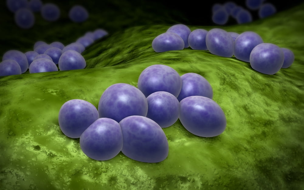 Microscopic view of staphylococcus Canvas Art - Stocktrek Images (36 x 23)