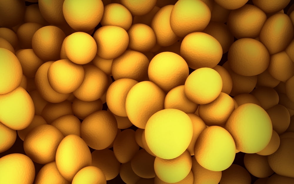 Microscopic view of staphylococcus Canvas Art - Stocktrek Images (36 x 23)