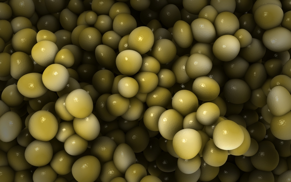 Microscopic view of staphylococcus Canvas Art - Stocktrek Images (36 x 23)