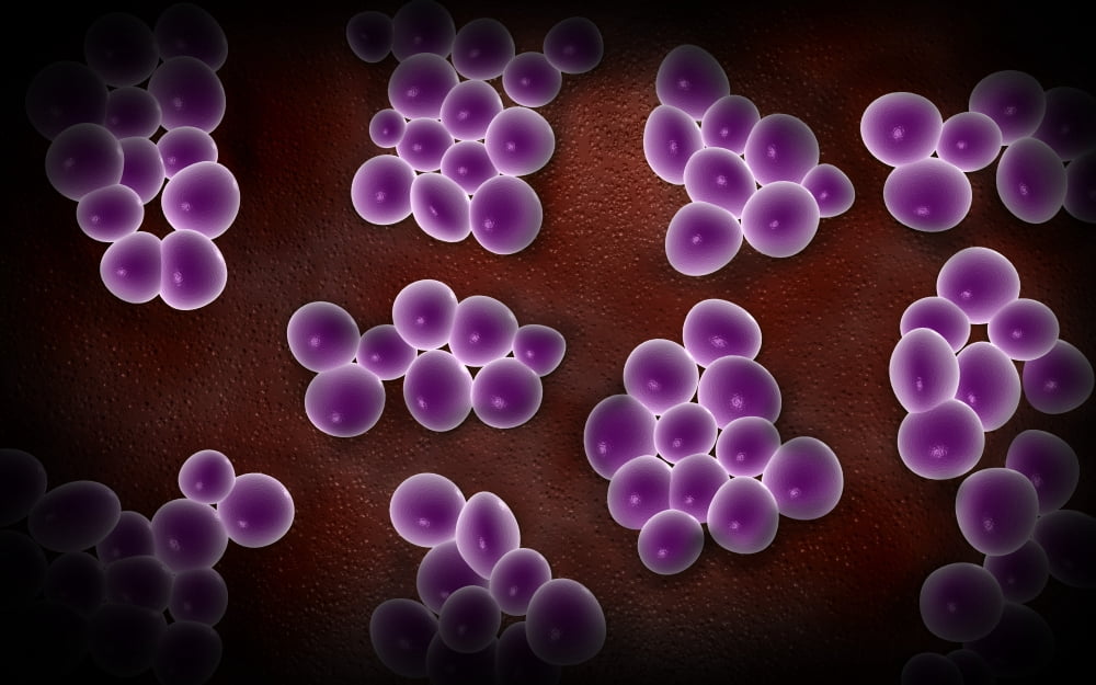 Microscopic view of staphylococcus Canvas Art - Stocktrek Images (36 x 23)