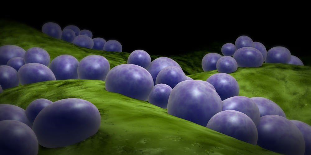 Microscopic view of staphylococcus Canvas Art - Stocktrek Images (40 x 20)