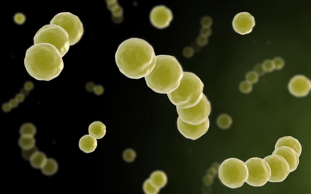 Microscopic view of streptococcus Canvas Art - Stocktrek Images (36 x 23)