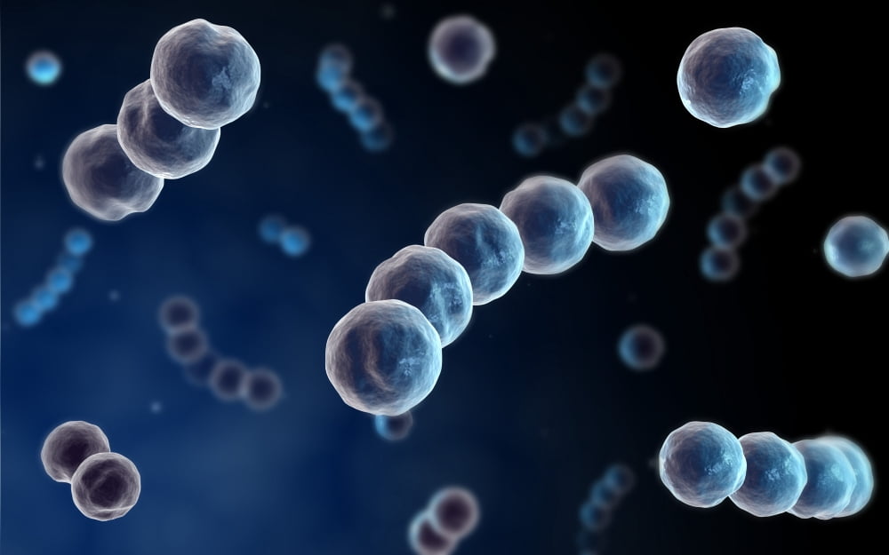 Microscopic view of streptococcus Canvas Art - Stocktrek Images (36 x 23)