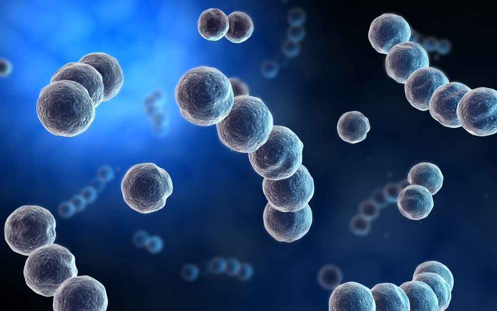 Microscopic view of streptococcus Canvas Art - Stocktrek Images (36 x 23)