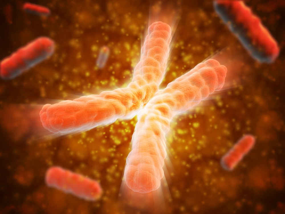 Microscopic view of telomeres highlighted at the tips of chromosome Canvas Art - Stocktrek Images (33 x 25)