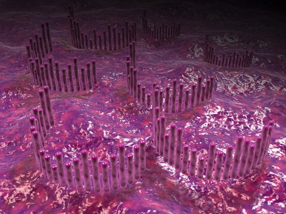 Microscopic view of the cochlea of the inner ear Canvas Art - Stocktrek Images (33 x 25)