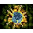 thumbnail image 1 of Microscopic view of the common cold ***** Poster Print, 1 of 2
