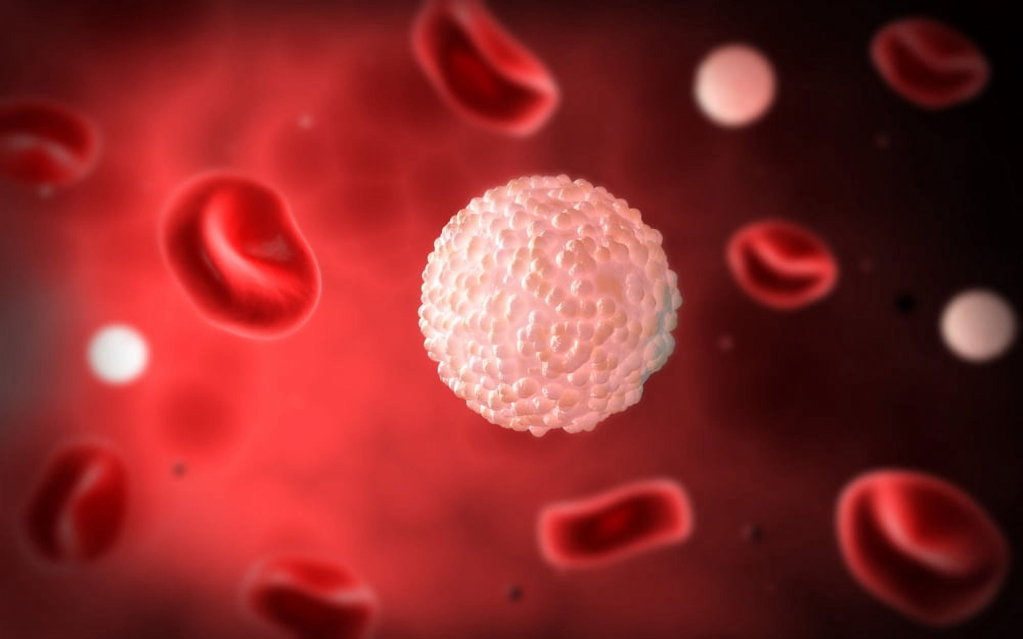 Microscopic view of white blood cells inside blood vessel Canvas Art - Stocktrek Images (18 x 12)