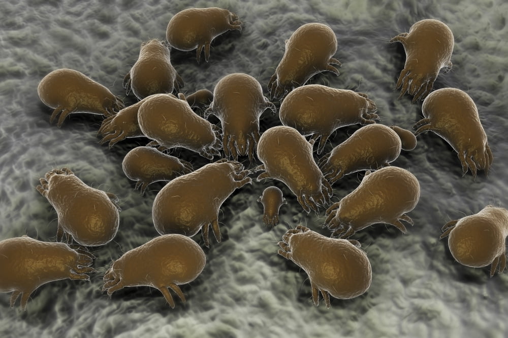Microscopic visualization of a dust mite Canvas Art - Stocktrek Images (18 x 12)