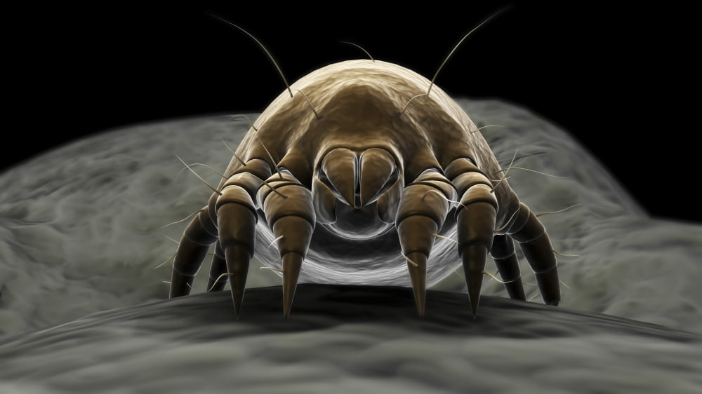 Microscopic visualization of a dust mite Canvas Art - Stocktrek Images (19 x 11)