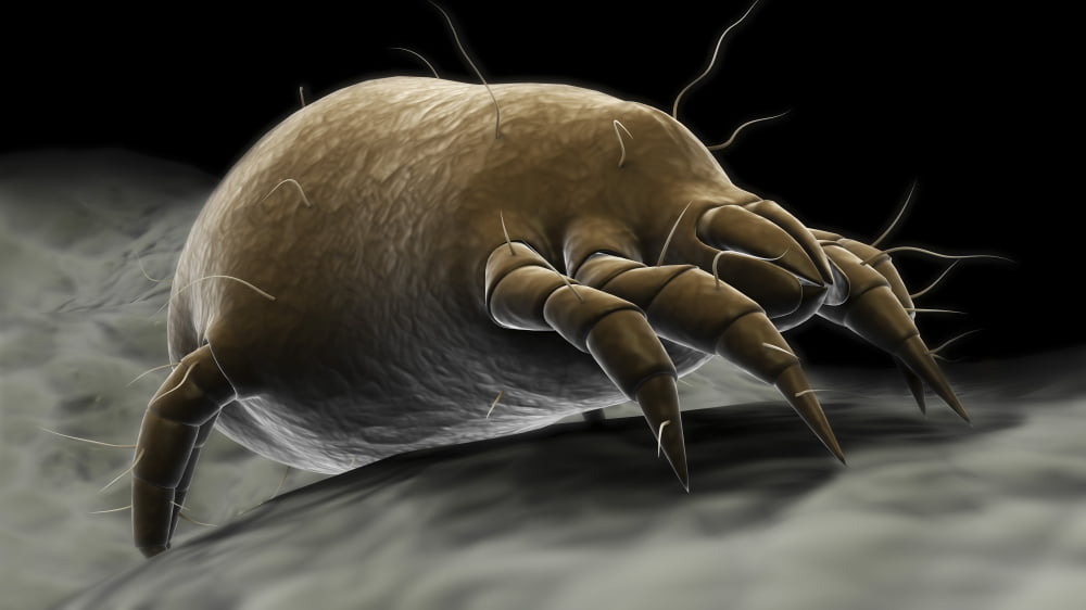 Microscopic visualization of a dust mite Canvas Art - Stocktrek Images (38 x 22)