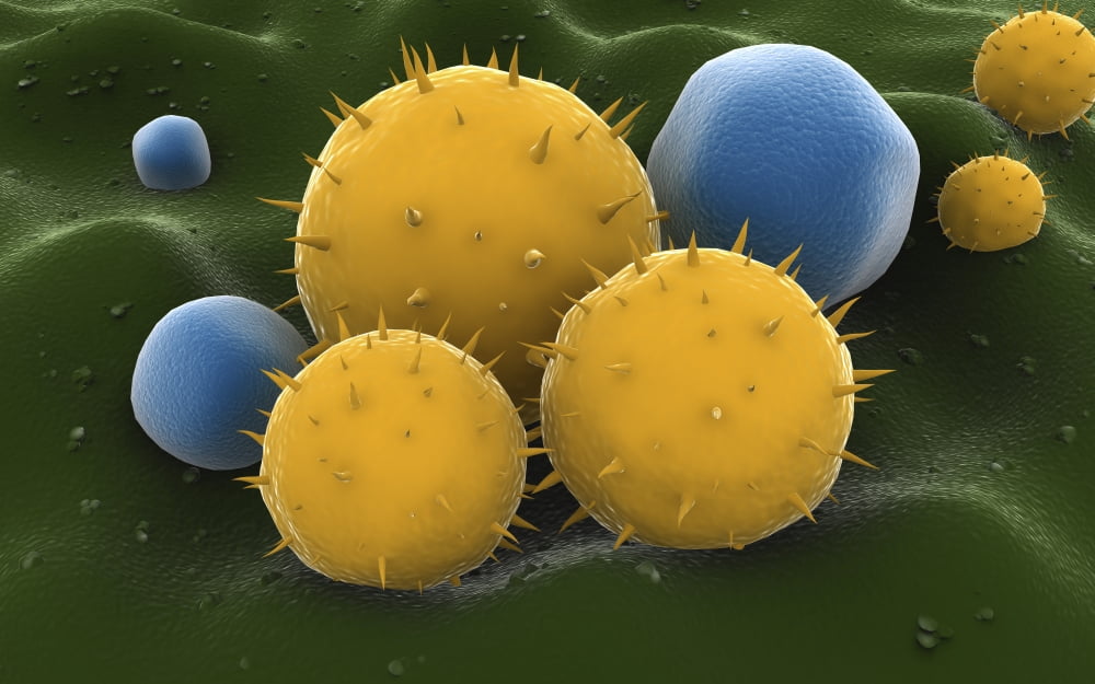 Microscopic visualization of grass pollen grains Canvas Art - Stocktrek Images (18 x 12)