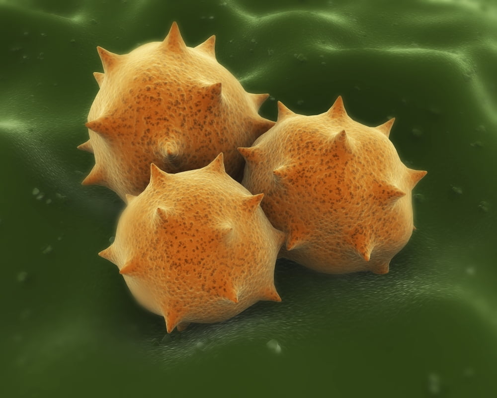 Microscopic visualization of grass pollen grains Canvas Art - Stocktrek Images (32 x 26)