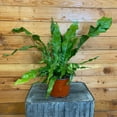 thumbnail image 1 of Microsorum Musifolium Crocodile Fern, 6” Plant, The Plant Farm, 1 of 3