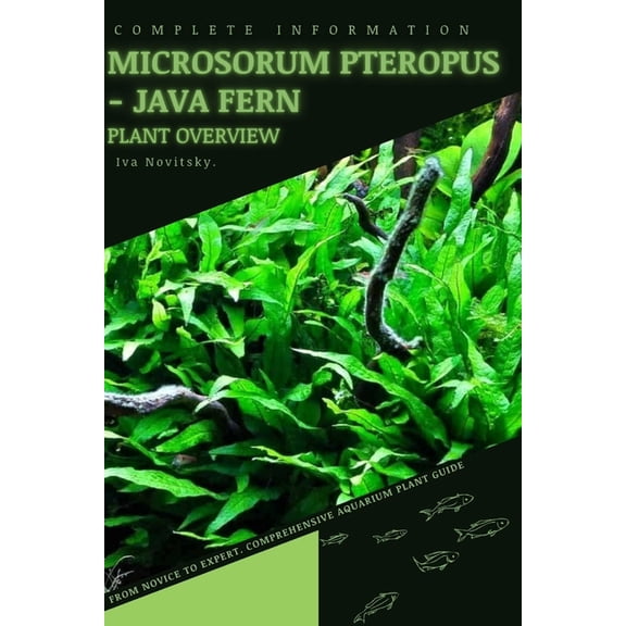 Microsorum Pteropus - Java Fern: From Novice to Expert. Comprehensive Aquarium Plants Guide