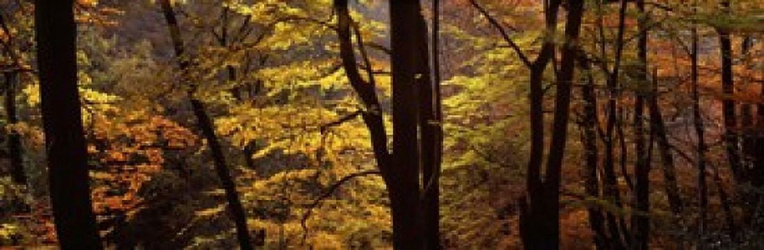 Mid Section View Of Trees Littlebeck North Yorkshire England United Kingdom Canvas Art - Panoramic Images (18 x 6)
