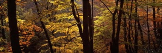 Mid Section View Of Trees Littlebeck North Yorkshire England United Kingdom Canvas Art - Panoramic Images (36 x 12)