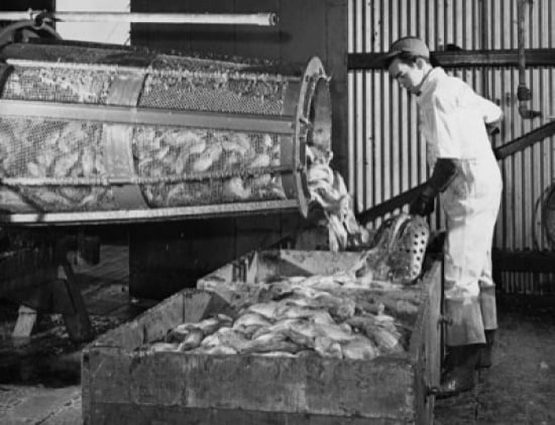 Mid adult man scaling and washing fish using a revolving drum General Foods Corporation Canvas Art - (24 x 36)