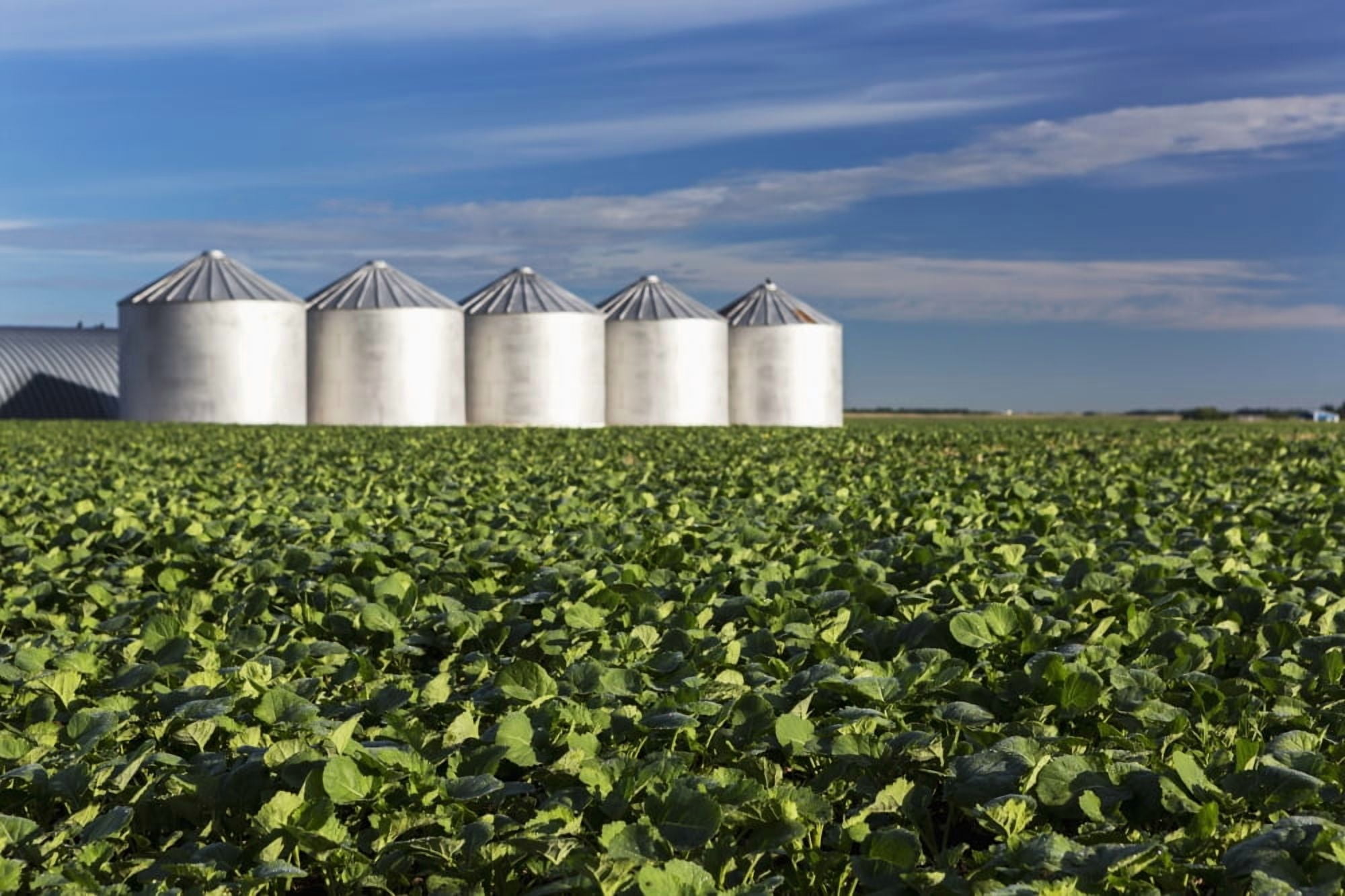 Mid growth canola field with clouds and blue sky and metal grain bins in the background Alberta Canada Canvas Art - Michael Interisano Design Pics (19 x 12)