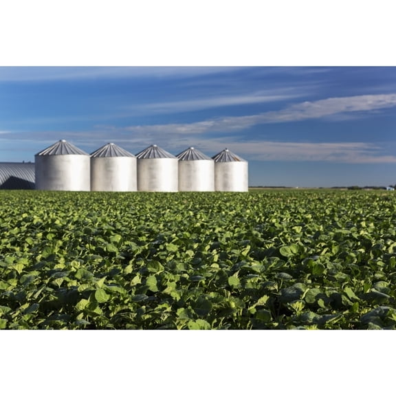Mid growth canola field with clouds and blue sky and metal grain bins in the background; Alberta Canada