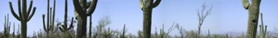 Mid section view of cactus Saguaro National Park Tucson Arizona USA Canvas Art - Panoramic Images (44 x 7)
