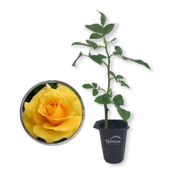 Midas Touch Rose Bush - Live Starter Plant in a 2 Inch Pots - Beautifully Fragrant Heirloom Rose from Florida - A Versatile Beauty with a Rich Fragrance
