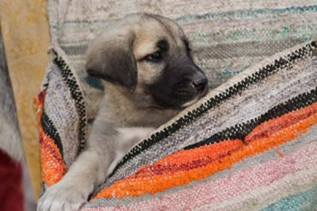 Middle East Turkey Cappadocia Dog Canvas Art - Jan & Stoney Edwards DanitaDelimont (20 x 13)
