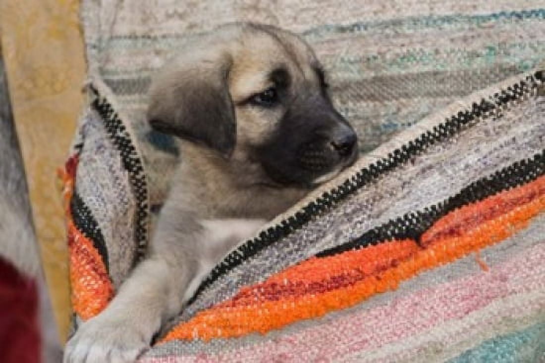 Middle East Turkey Cappadocia Dog Canvas Art - Jan & Stoney Edwards DanitaDelimont (36 x 24)
