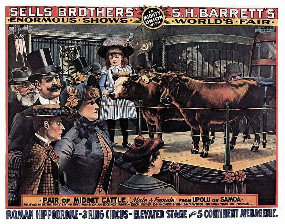 Midget Cattle 5 Continent Menagerie Circus Canvas Art - (24 x 36)