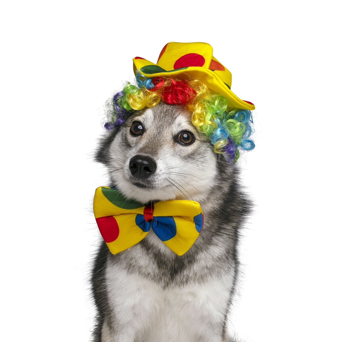 Circus Costumes Dogs