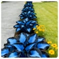 thumbnail image 1 of Midnight Blue Hosta-Midnight Blue Heart-Home Decoration for Planting Now-Premium Garden Stakes Perfect for Borders, 1 of 8
