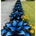 thumbnail image 1 of Midnight Blue Hosta-Plants For Planting - Garden Elegance Decoration - Premium Garden Stakes Perfect for Borders - Striking, 1 of 10