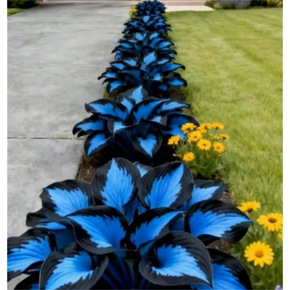 Midnight Blue Hosta-Plants For Planting - Garden Elegance Decoration - Premium Garden Stakes Perfect for Borders - Striking