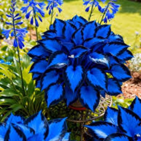 Midnight Blue Hosta-Plants For Planting - Home Decoration, Garden Stakes, Exceptional, Garden Elegance Decoration -Premium Garden