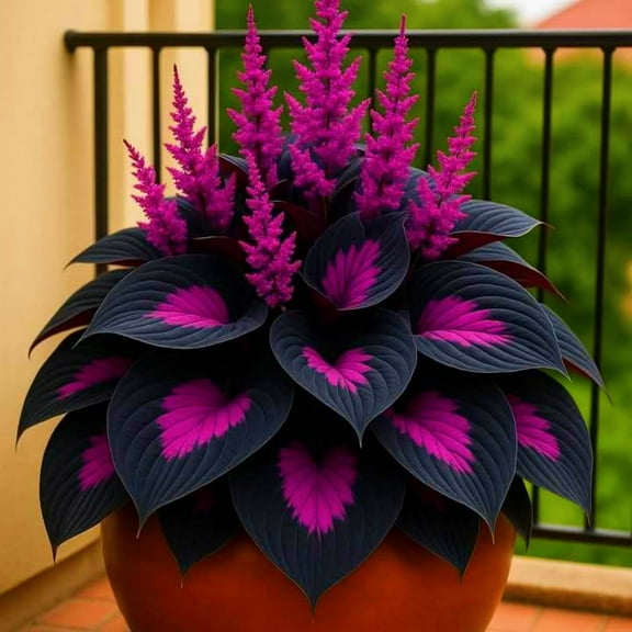 Midnight Blue Hosta-Plants For Planting-Ornamental-Perennial-Premium Garden Stakes,Home Decoration (Mix,Non-Artificial)