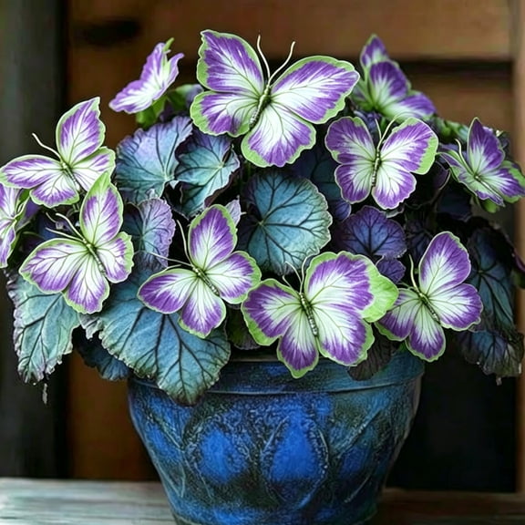 Midnight Blue Hostas-Rainbow Butterfly Fowers-Easy to Grow-Variegated Hostas Foliages-Plant Hangers-Garden & Patio Landscape.