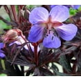 thumbnail image 1 of Midnight Dark Reiter Hardy Geranium - Dwarf - Bronze Foliage - Quart Pot, 1 of 2