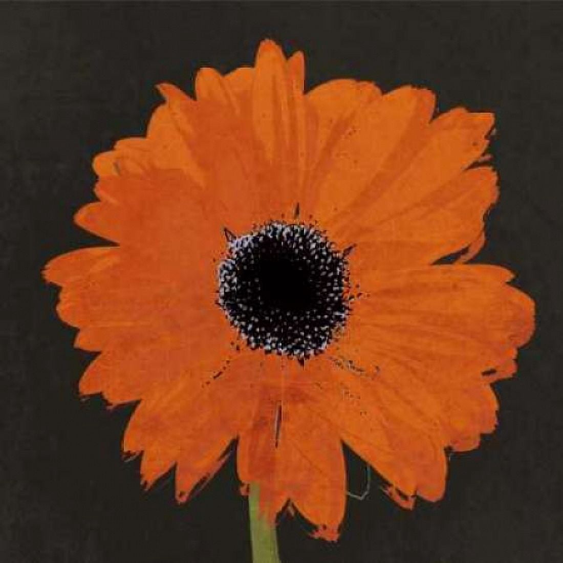 Midnight Gerbera I Canvas Art - Robert Lacie (24 x 24)
