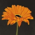 thumbnail image 1 of Midnight Gerbera II Poster Print by Robert Lacie (24 x 24), 1 of 2