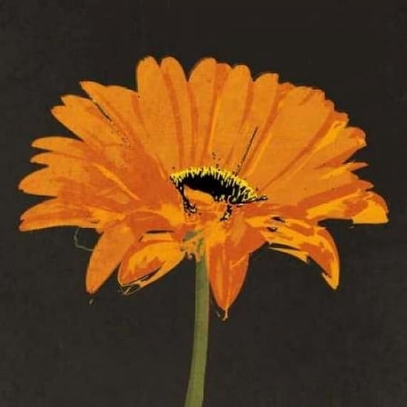 Midnight Gerbera II Poster Print by Robert Lacie (24 x 24)