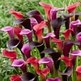 thumbnail image 1 of Midnight Jubilee Calla Lilies Mix Flower Bulbs - 3 Bulbs per Pack - Grows Well in Containers - Attracts Butterflies and Hummingbirds - Deer Resistant - Good as Cut Flowers, 1 of 4