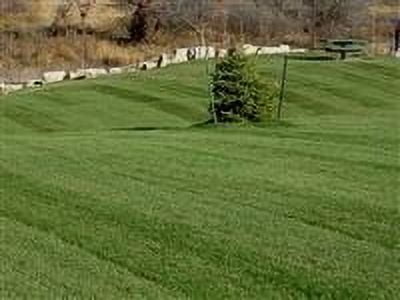 Midnight Kentucky Bluegrass Seed - 10 Lbs.