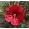 thumbnail image 1 of Midnight Marvel Giant Hibiscus Perennial - Live Plant - 3 Gallon Pot, 1 of 2
