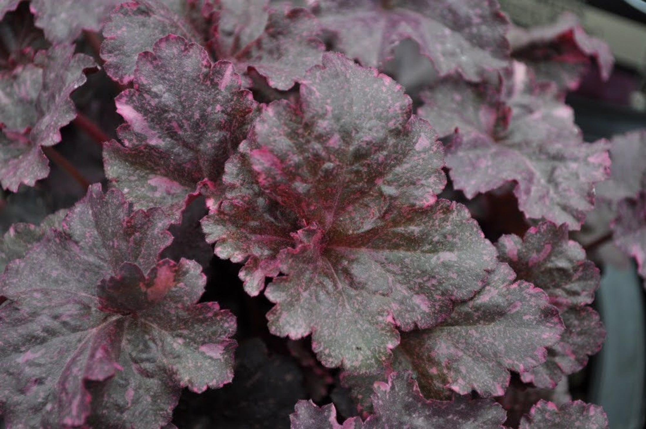 Midnight Rose Heuchera - Coral Bells - Live Plant - 2.5" Pot - Shade Perennial