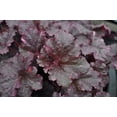 thumbnail image 1 of Midnight Rose Heuchera - Coral Bells - Live Plant - 2.5" Pot - Shade Perennial, 1 of 1