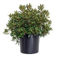 thumbnail image 1 of Midnight Ruby Rhododendron, 1 of 6